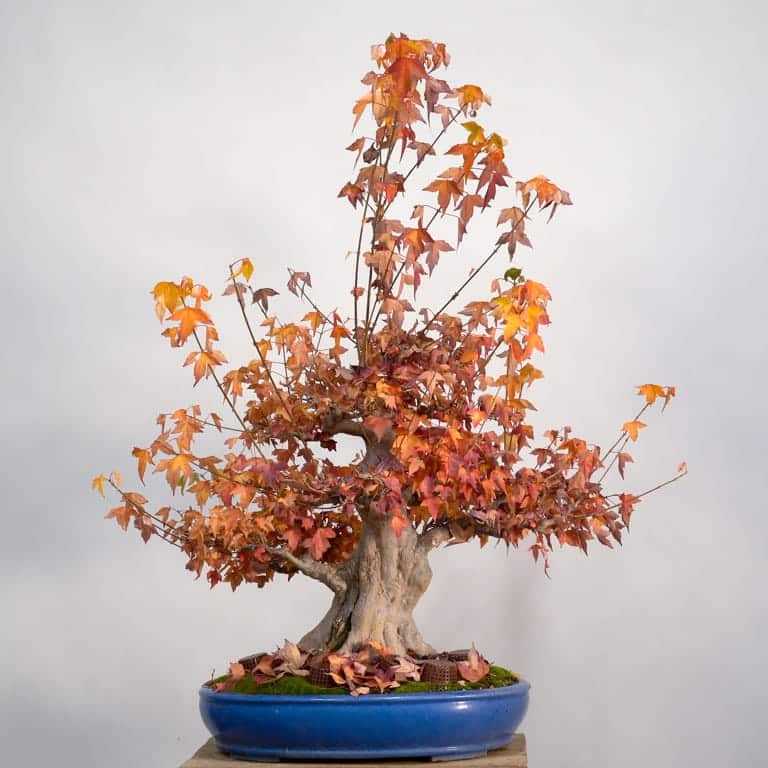 Trident maple with plunge color