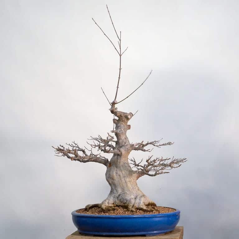 Trident maple