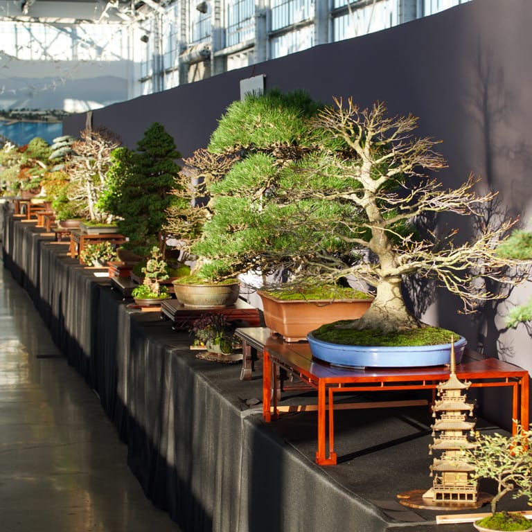 Superb bonsai from the 2022 Expo