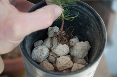 Planting seedling