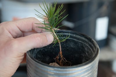 Planting seedling