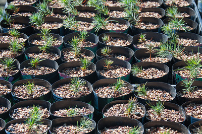 Seedlings