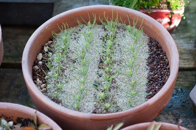 Seedling-cuttings planted in rows