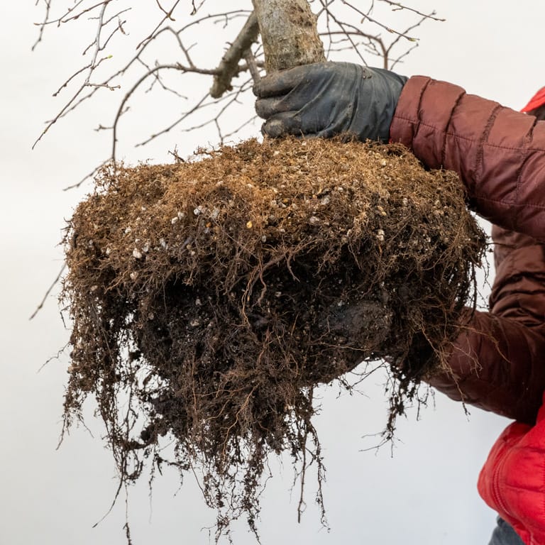 Healthy contemporary roots above about a straggly historical roots