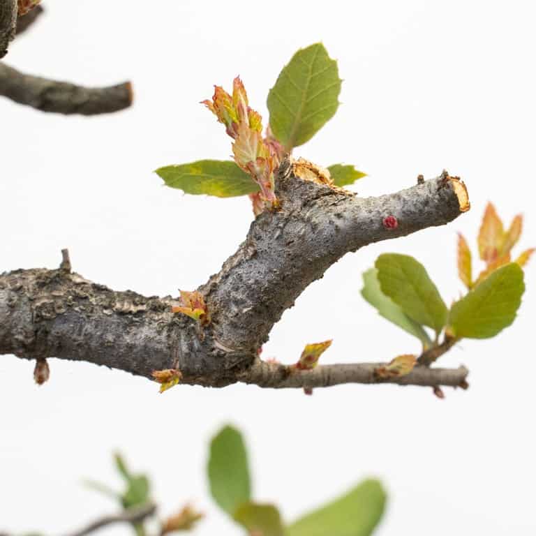 Gargantuan distribution of contemporary buds