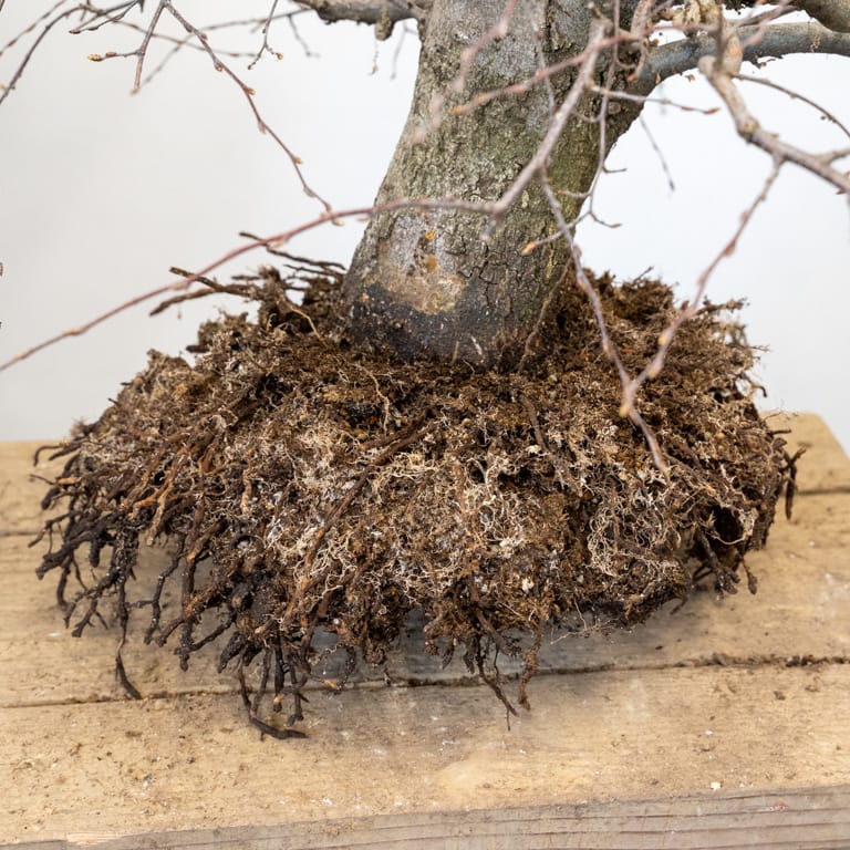 Unique roots