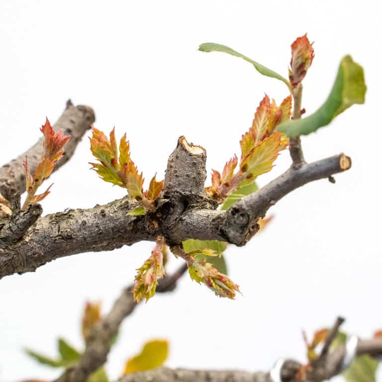 Contemporary shoots at branch junction