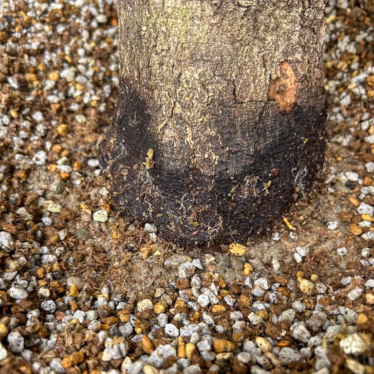 A single contemporary root