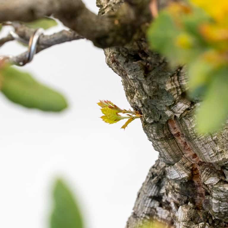 Contemporary yell on the trunk