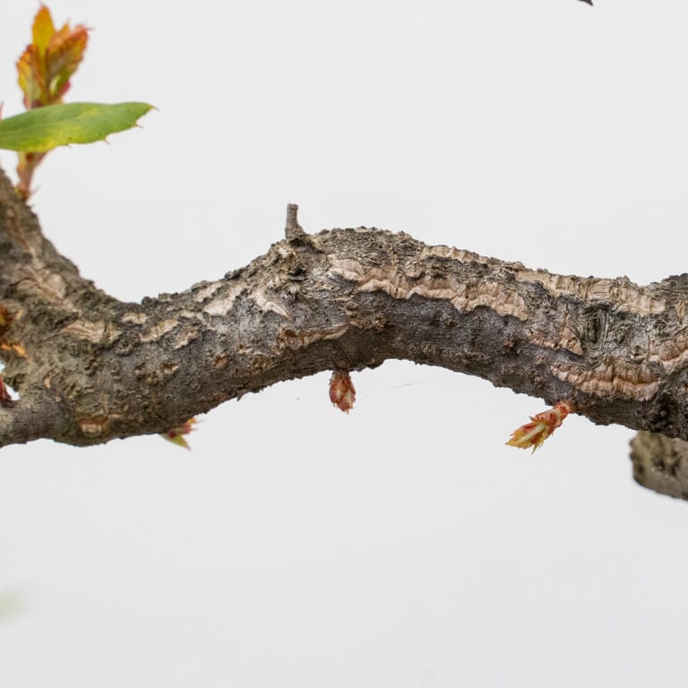 Buds on the underside of the branch