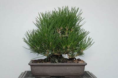 Shohin Japanese dim pine