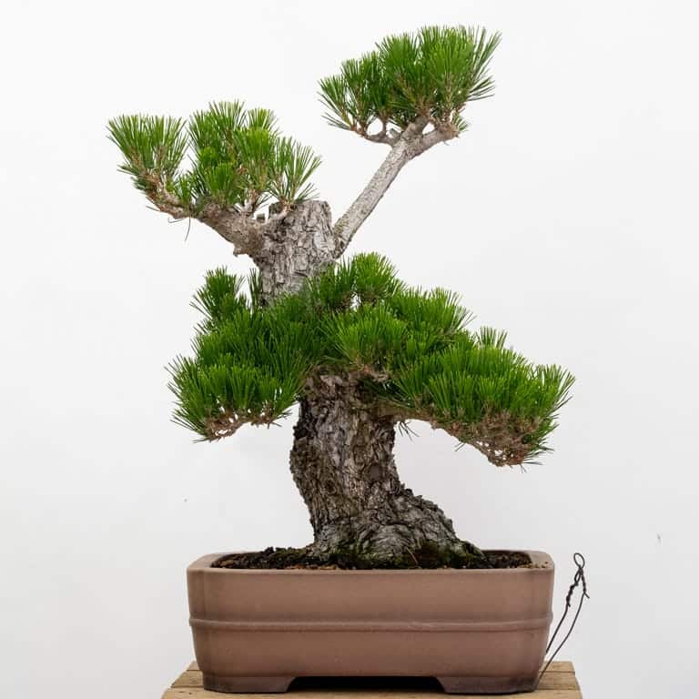 Dusky pine