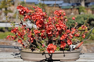 Eastern flowering quince - Chaenomeles speciosa cv. ‘Cardinalis’