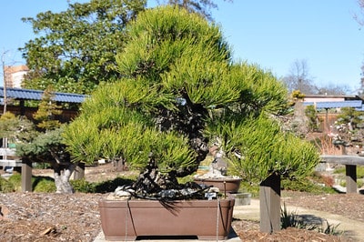 Black pine