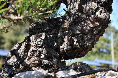 Turtleback bark