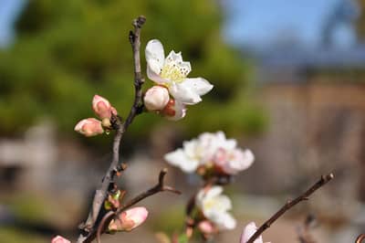 Ume blossoms