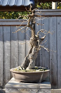 Daimyo oak