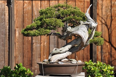 California juniper