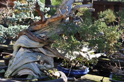 California juniper