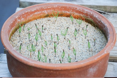 Young Eastern shaded pine seedlings