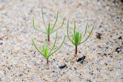 Seedlings