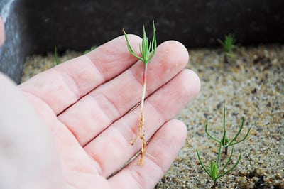 Pine seedling