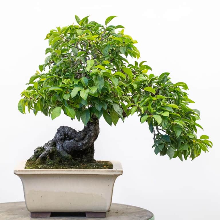 Bonsai plum