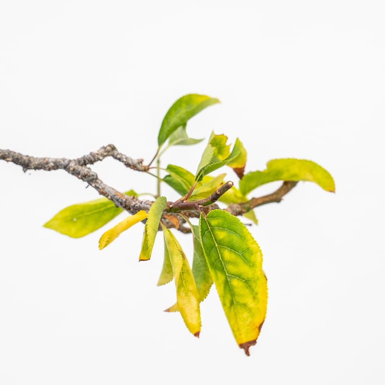 Yellow foliage